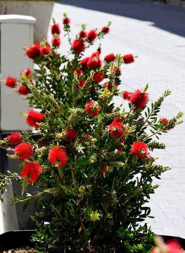 40 CRIMSON BOTTLEBRUSH Callistemon Citrinus Flowering Shrub Bush Small Tree Seeds
